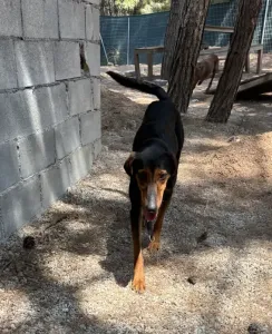 Adopt Marieta