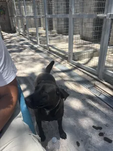 Adopt Jerry