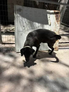 Adopt Jerry