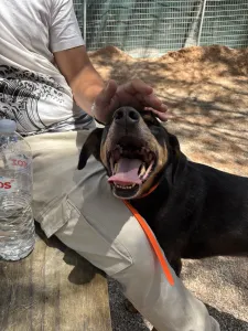 Adopt Bruno