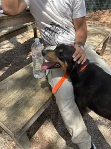 Adopt Bruno