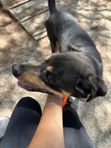 Adopt Bruno