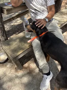 Adopt Bruno