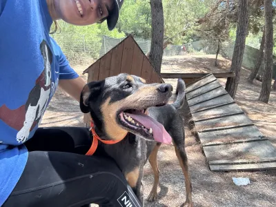 Adopt Bruno