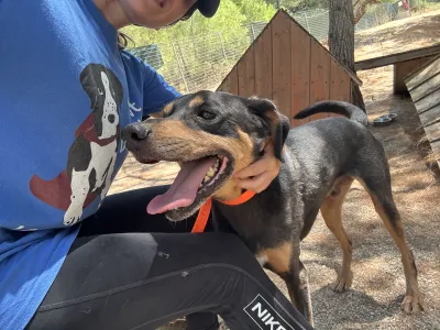 Adopt Bruno