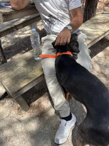 Adopt Bruno