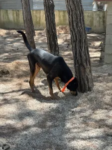 Adopt Bruno