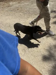 Adopt Poco