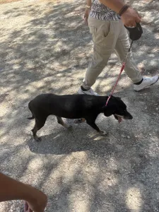 Adopt Poco