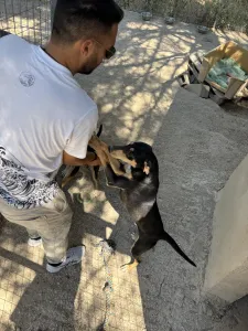 Adopt Axileas