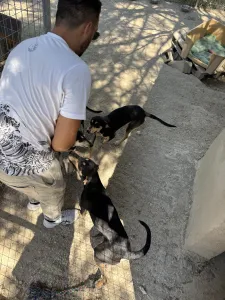 Adopt Axileas