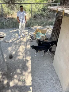 Adopt Axileas