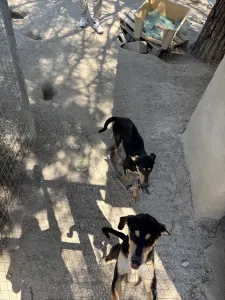 Adopt Axileas