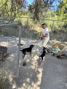 Adopt Axileas