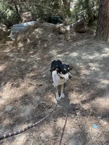 Adopt Fani