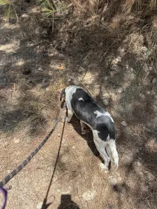 Adopt Fani