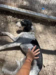 Adopt Fani