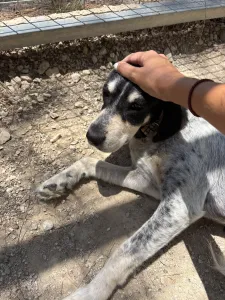 Adopt Fani