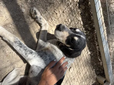 Adopt Fani