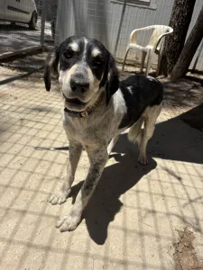 Adopt Fani