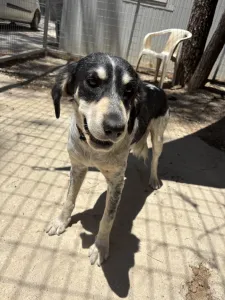 Adopt Fani