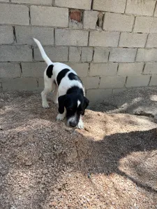 Adopt Markos