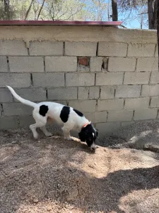 Adopt Markos