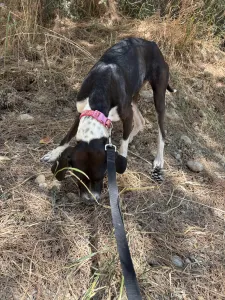 Hund Barbie adoptieren