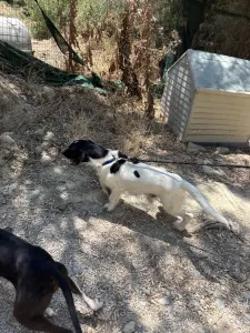 Adopt Fiouris