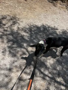 Hund Barbie adoptieren
