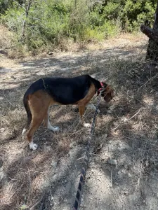 Adopt Elpida