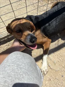 Adopt Elpida