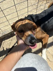 Adopt Elpida