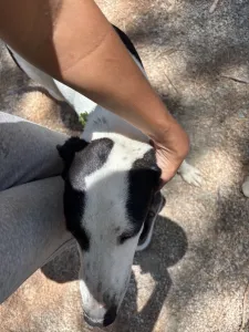 Adopt Fiouris