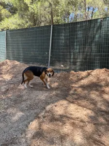 Adopt Elpida