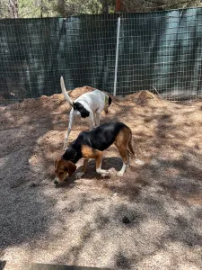Adopt Fiouris