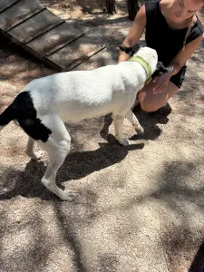 Adopt Fiouris
