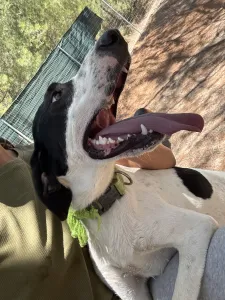 Adopt Fiouris