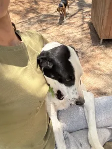 Adopt Fiouris