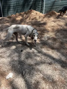 Adopt Roc