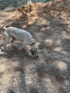 Adopt Roc