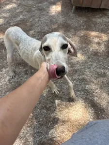 Adopt Roc