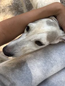 Adopt Roc