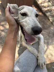 Adopt Roc