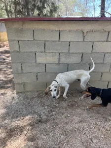 Adopt Roc