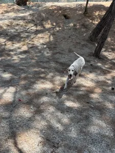 Adopt Roc