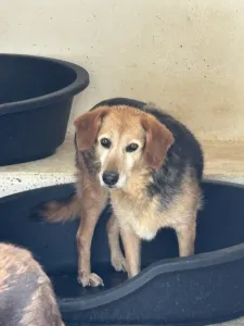 Adoptionsprofil für Blum
