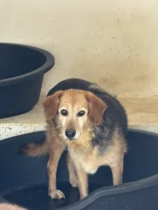Hund Blum adoptieren
