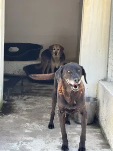 Hund Blum adoptieren