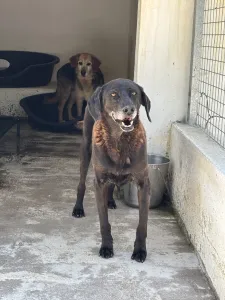 Adopt Tim